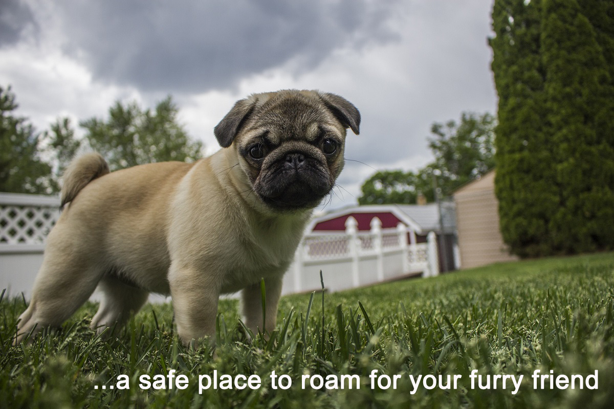 Pets backyard real estate